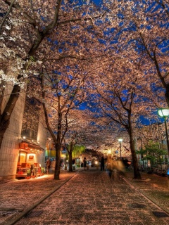 Аллея лепестков обои