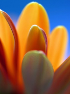 Лепестки хризантемы обои