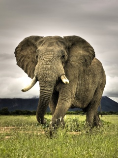 Слон на прогулке обои