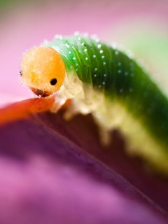 Гусеница бабочки на лепестке обои