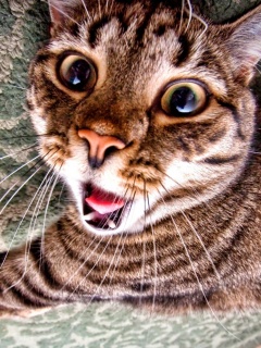 Спалившийся на ковре кошак обои