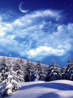 Зимний еловый лес обои