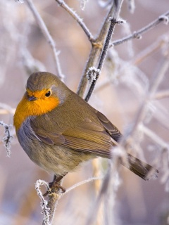 Птичка на ветке обои