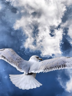 Гордая птица в полете обои