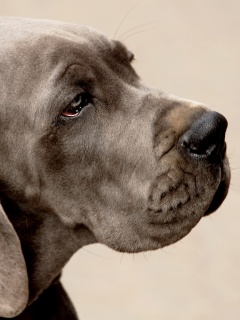 Грустная собака обои