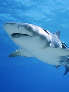 Красивая глубоководная акула обои