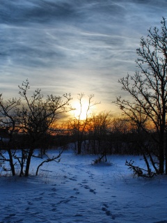 Закат в зимнем лесу обои