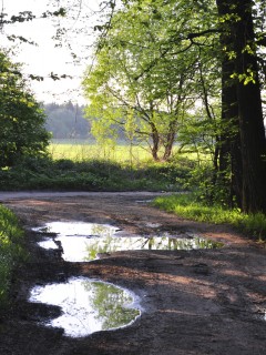 Лесная дорога обои