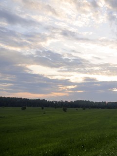 Дорога к лесу обои