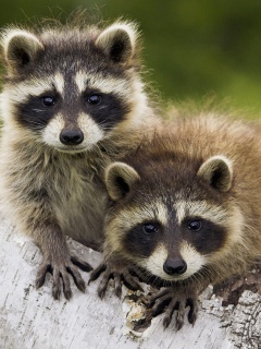 Полосатики обои