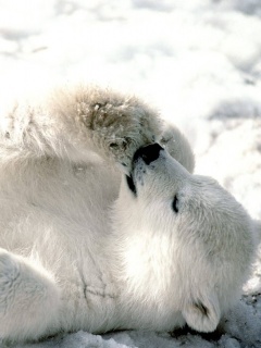 Мишка на севере обои