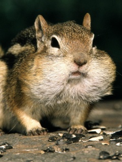 Не жадный, а бережливый обои