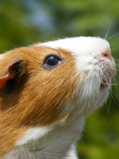 Морская свинка - романтик обои