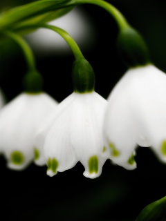 Белые ландыши обои