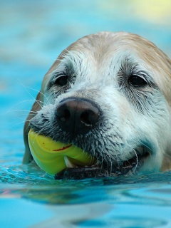 Пёс с игрушкой в зубах обои