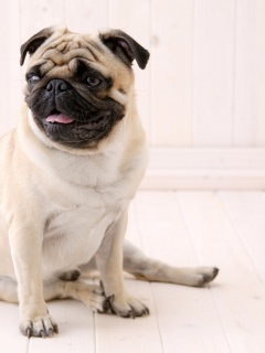 Симпатичный мопс на полу обои