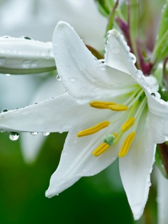 Белая лилия обои