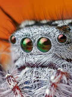 Паук в макро обои