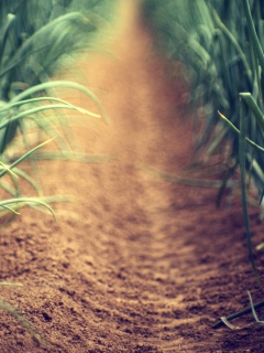 Тропинка в траве обои