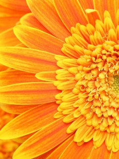 Большой оранжевый гербер обои