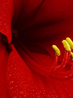 Красная манящая лилия обои