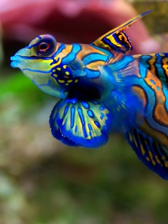 Разноцветная рыбка обои