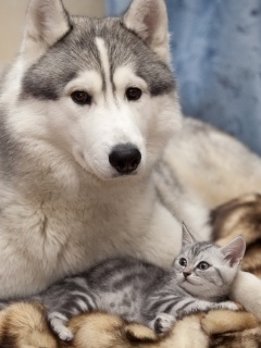Собака и котенок обои