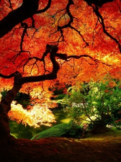 Под оранжевой кроной обои