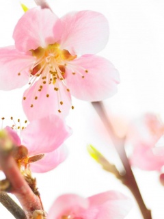 Нежные розовые цветы обои