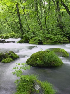 Лесная река обои