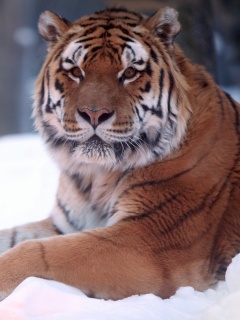 Тигр в снегу обои