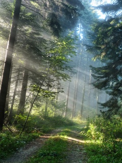 Тропа в лесу обои