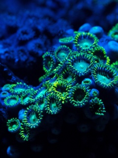 Морское дно обои