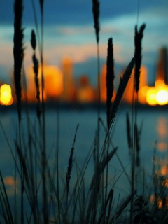 Камыш на фоне вечерних огней обои