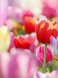 Красивые тюльпаны обои