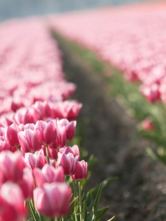 Тропинка в поле розовых тюльпанов обои