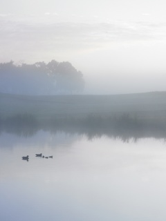 Ducks on a Misty Pond обои