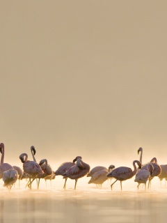 Flamingos обои