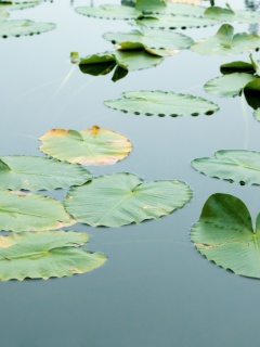 Плавающие листья обои