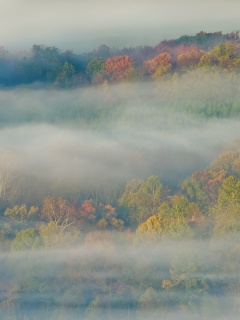 Туманный лес обои