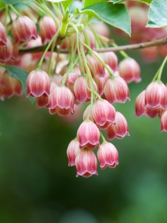 Красные колокольчики обои