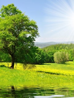 Дерево у воды обои