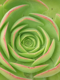 Зеленый цветок обои