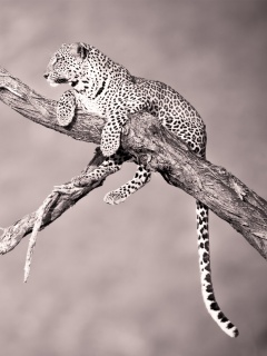 Ягуар на дереве обои