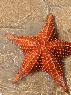 Морская звезда обои