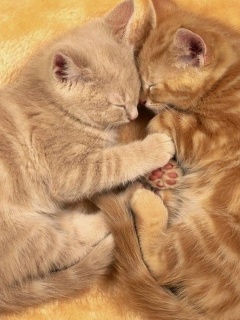 Рыжие котята в обнимку обои