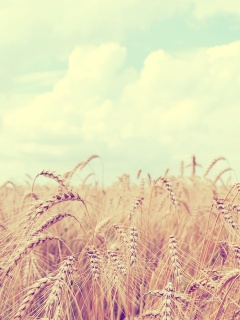 Поле колосьев обои
