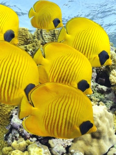 Желтые рыбки обои