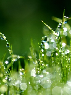 Бусинки росы обои