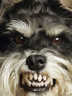 Терьер вне себя обои